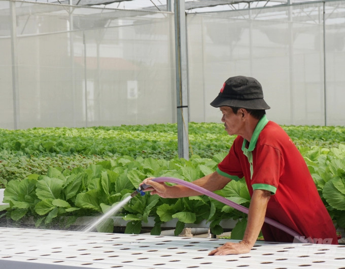 Nơi trồng rau thủy canh lớn nhất Sài Gòn